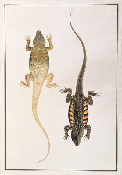 Reptiles, from Drawings of Animals, Insects and Reptiles from Malacca by Chinese School